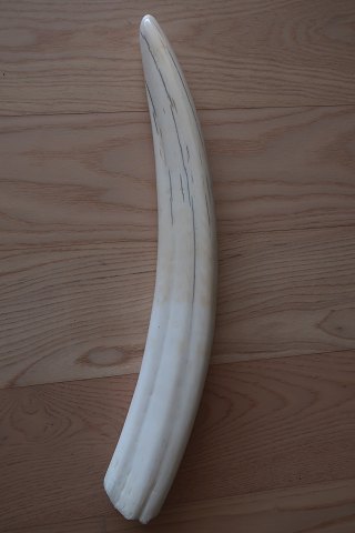 Flot hvalros tand
Vægt: 1.500 gram
L: 50cm
Bragt til Danmark fra Grønland efter ophold i 1960-erne
Denne hvalros tand kan ud fra ovenstående sælges i Danmark uden Cites 
certifikat
Ved udførelse fra Danmark er det dog nødvendigt at kontakte Naturstyre